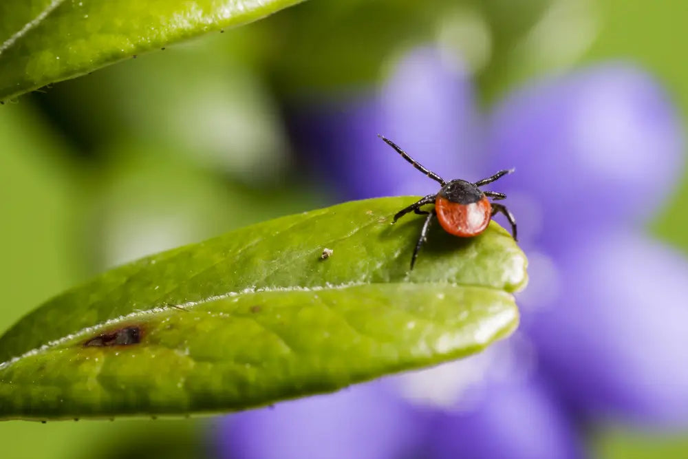 Photo of a Hyalomma tick carrying Congo Fever