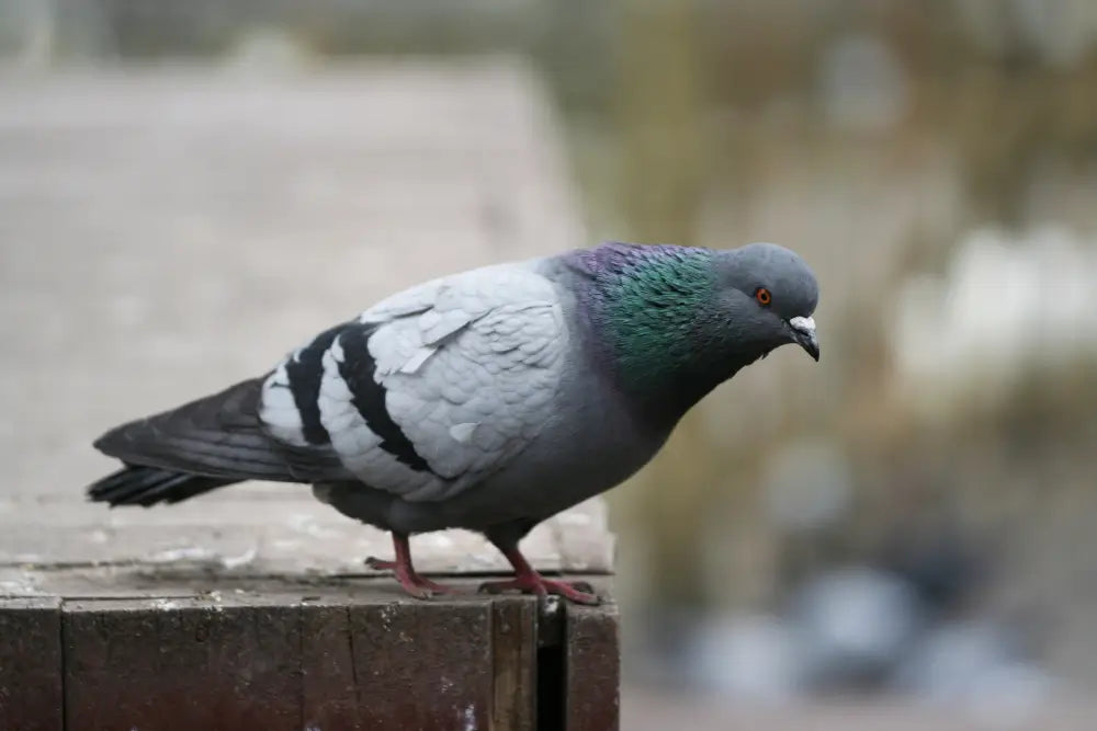A pigeon sitting in Karachi during pigeon virus season